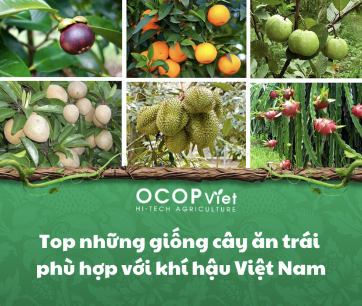 Top những giống cây ăn trái phù hợp với khí hậu Việt Nam