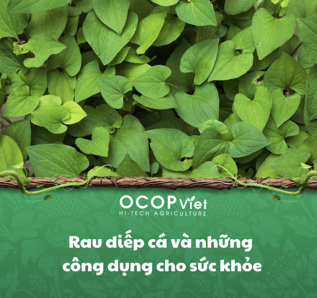 Rau diếp cá và những công dụng cho sức khỏe