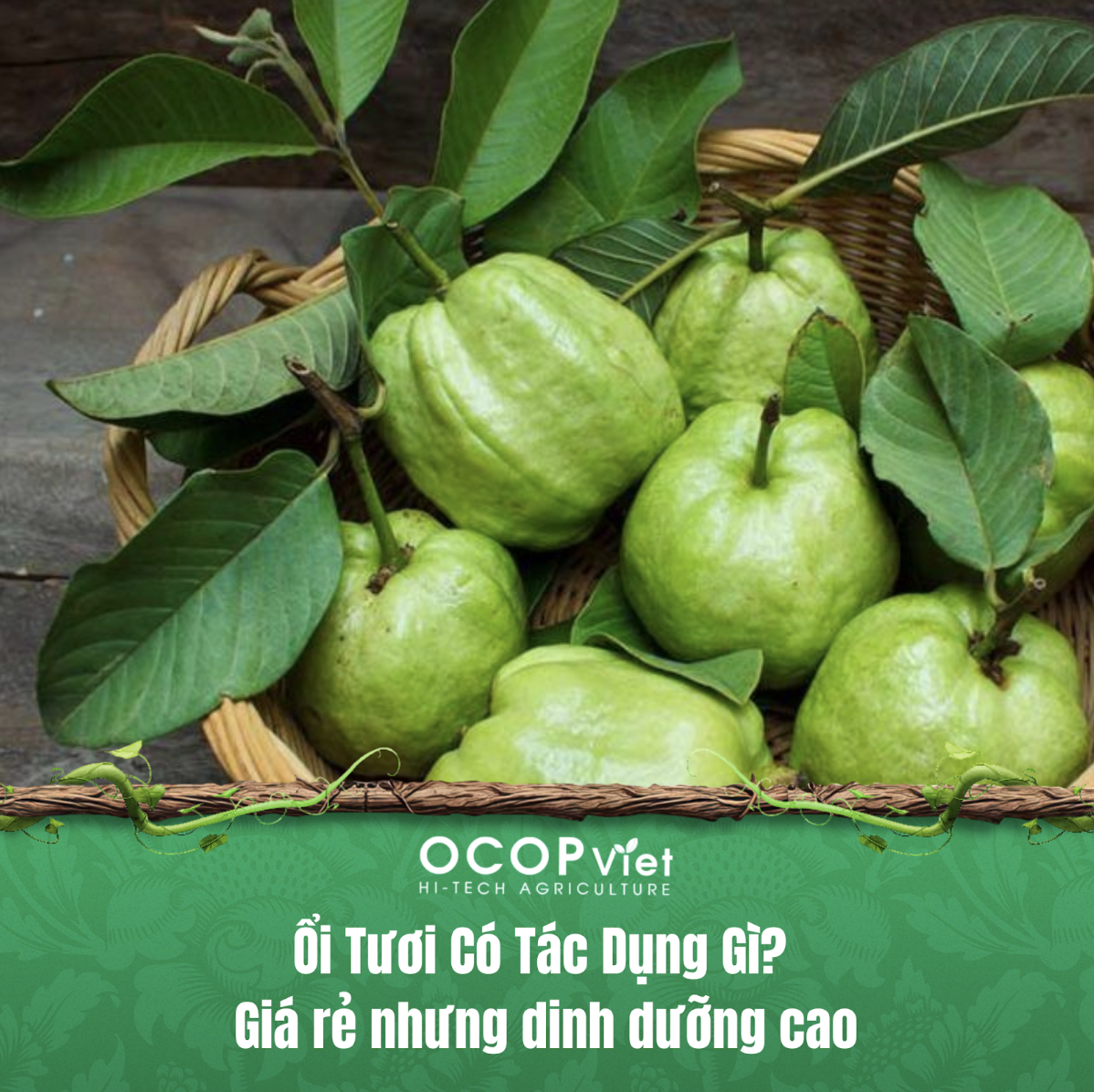 Ổi Tươi Có Tác Dụng Gì? Giá rẻ nhưng dinh dưỡng cao