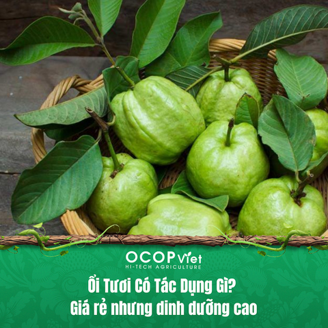 Ổi Tươi Có Tác Dụng Gì? Giá rẻ nhưng dinh dưỡng cao