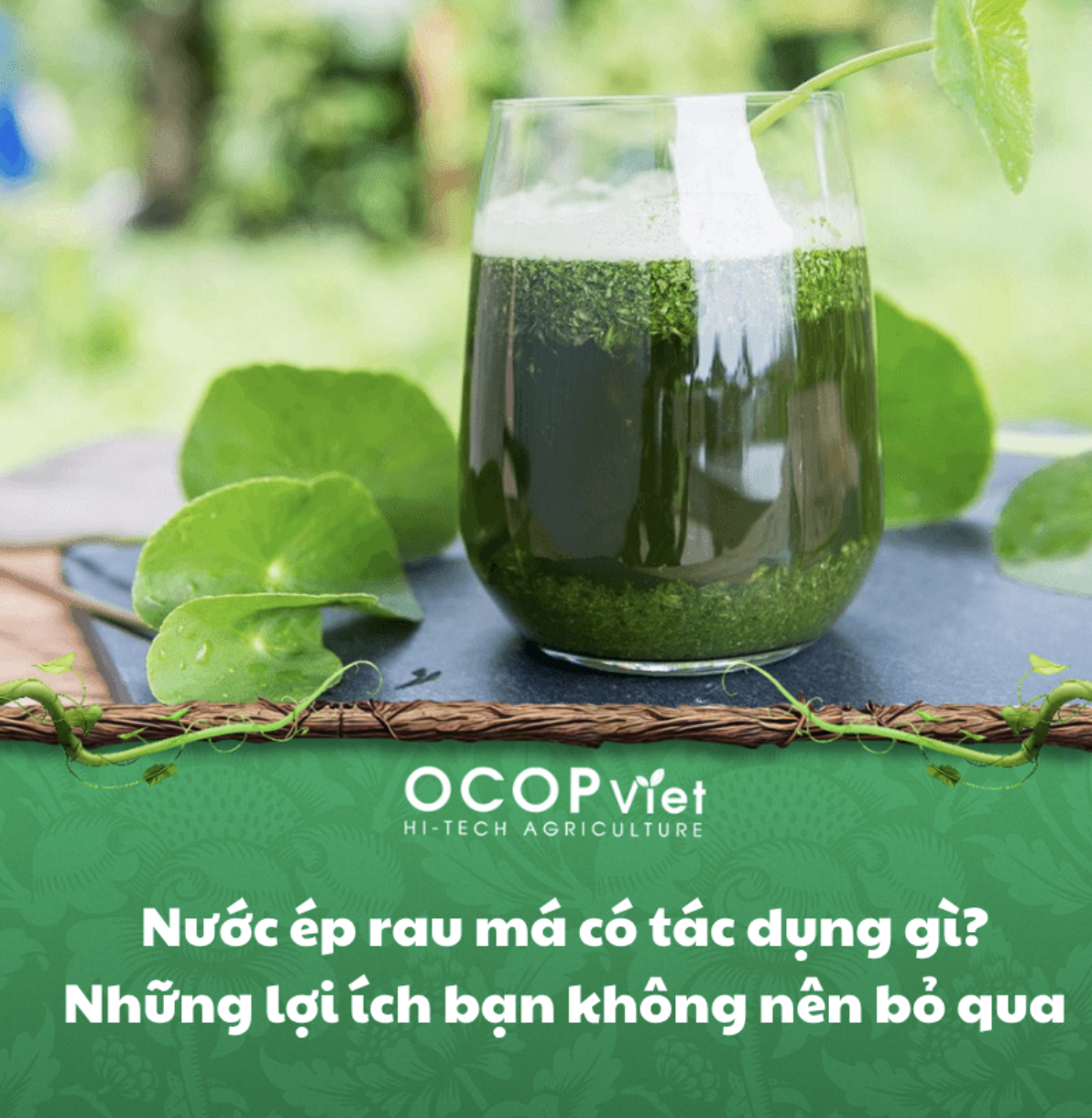 Nước ép rau má có tác dụng gì? Những lợi ích bạn không nên bỏ qua