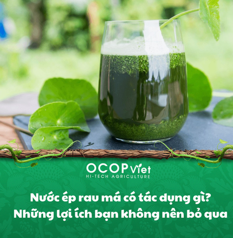 Nước ép rau má có tác dụng gì? Những lợi ích bạn không nên bỏ qua