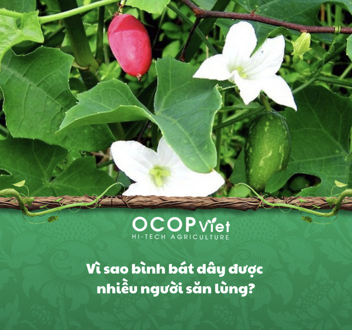 Vì sao bình bát dây được nhiều người săn lùng?