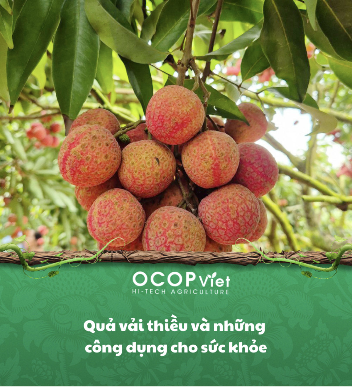 Quả vải thiều và những công dụng cho sức khỏe