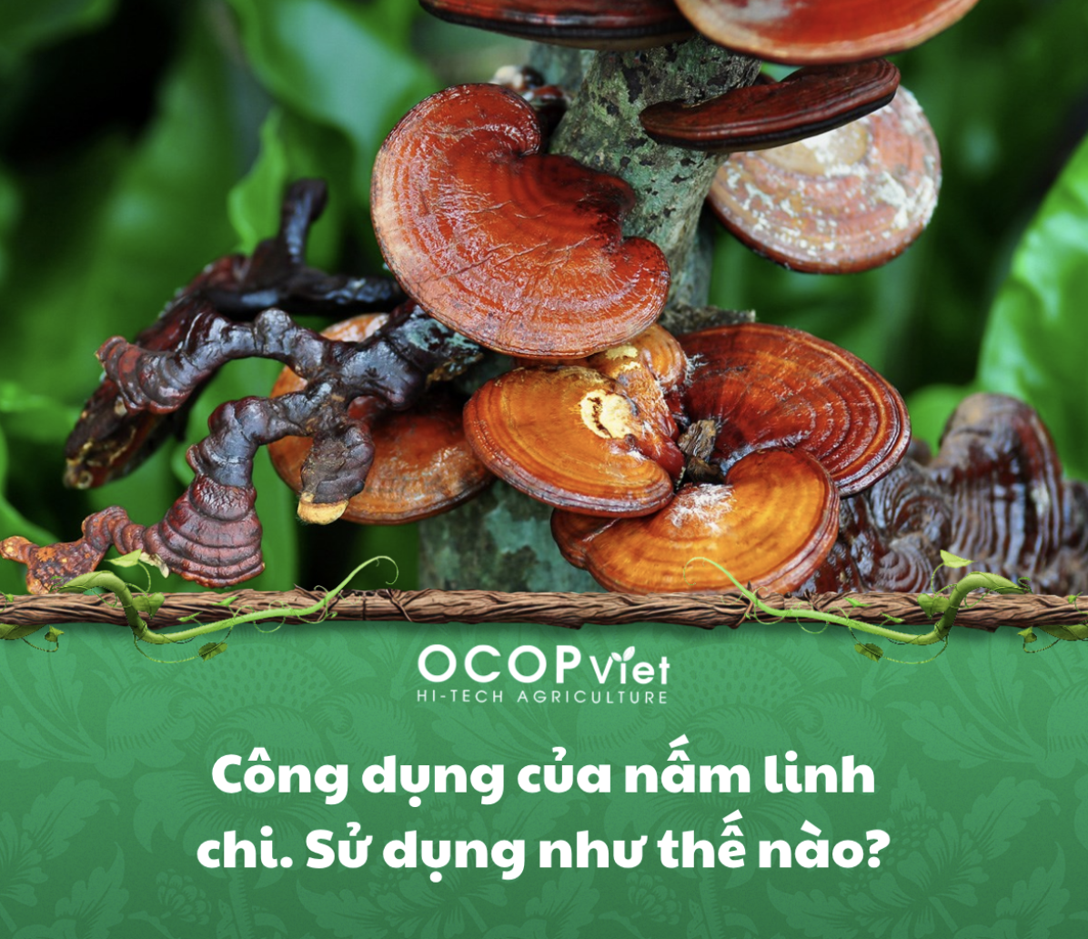 Công dụng của nấm linh chi. Sử dụng như thế nào?