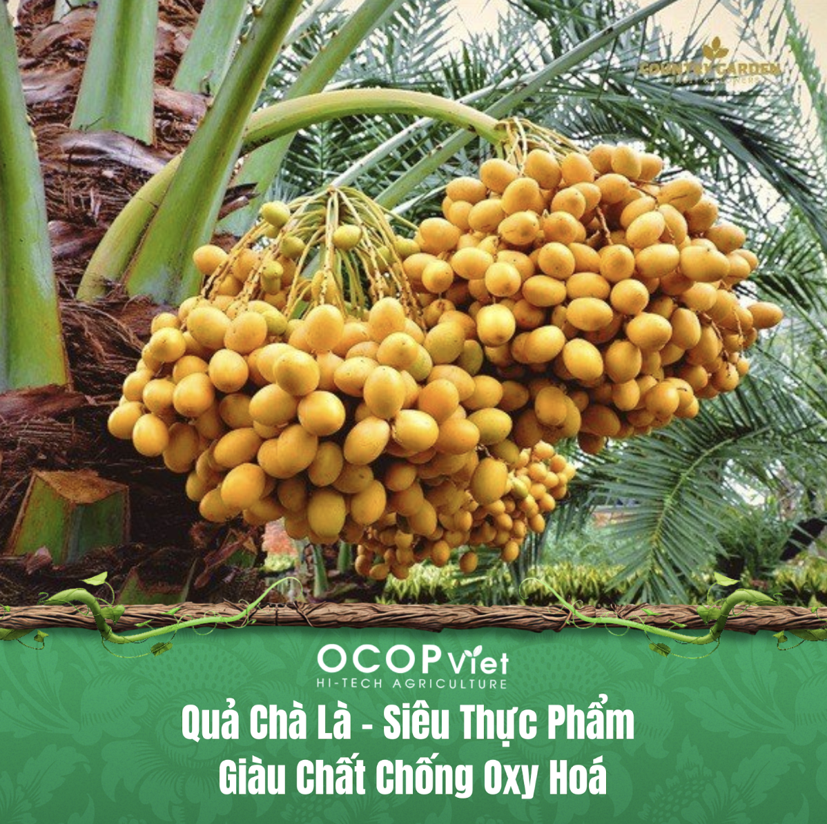 Quả Chà Là – Siêu Thực Phẩm Giàu Chất Chống Oxy Hoá