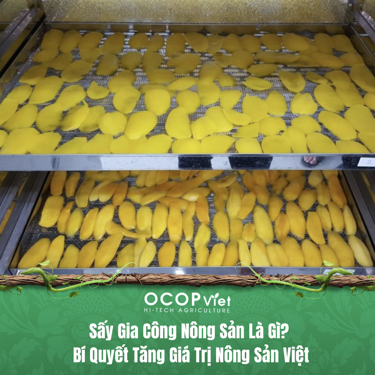 Sấy Gia Công Nông Sản Là Gì? Bí Quyết Tăng Giá Trị Nông Sản Việt