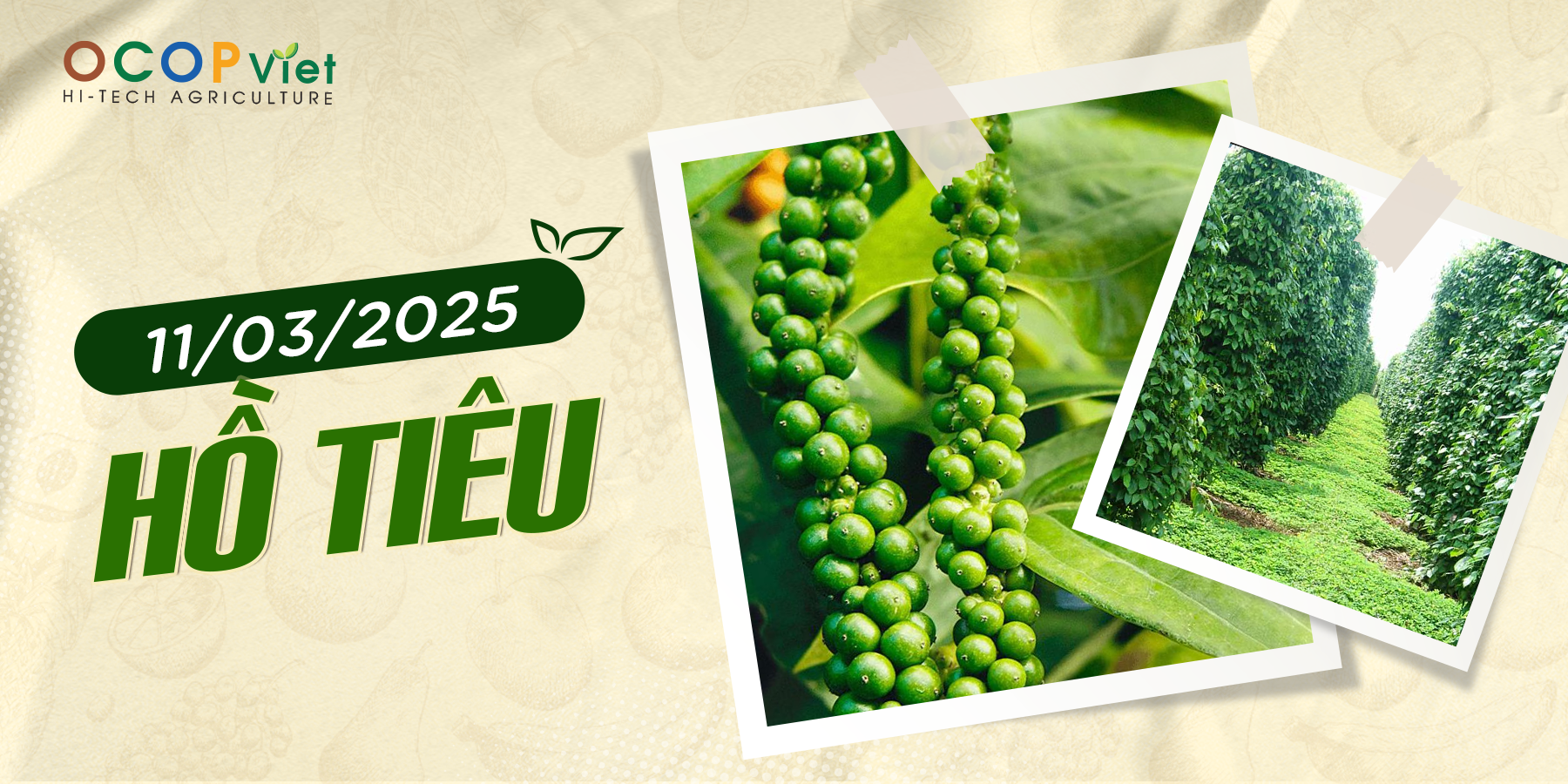 Giá Nông Sản Hôm Nay 11/3/2025 - Cập Nhật Mới Nhất