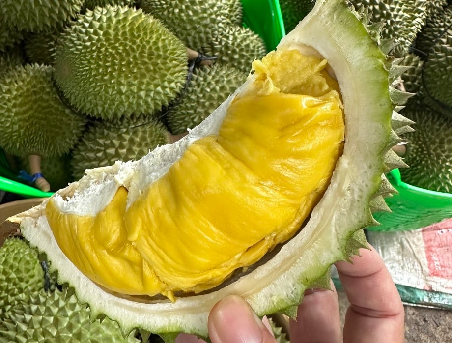 Một miếng sầu riêng chín vàng được cầm trên tay, nền là nhiều trái sầu riêng còn nguyên vỏ.
