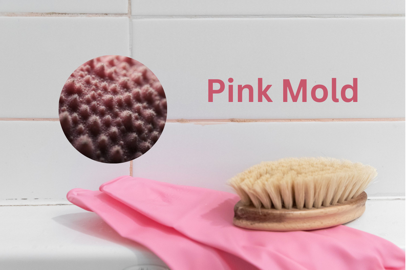 Đánh Bại “Pink Mold” – Giải Pháp Từ AtmosAir Cho Không Gian Sống Sạch Khuẩn