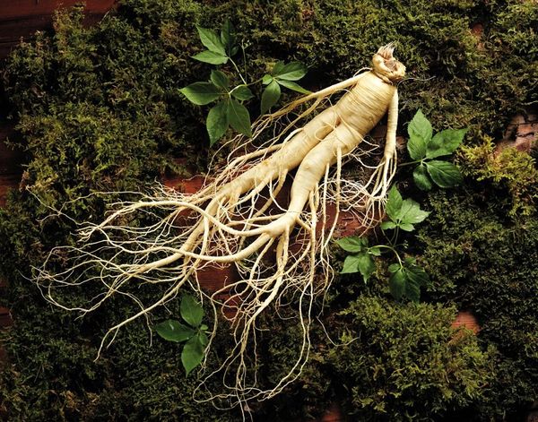 Sâm Ngọc Linh và khả năng cải thiện chức năng gan: Từ dân gian đến khoa học