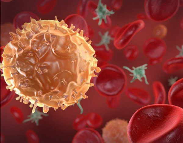 Cơ Thể Chúng Ta Chiến Đấu Mỗi Ngày Để Chống Lại Các Tế Bào Ung Thư