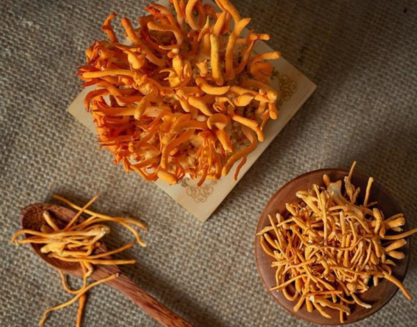 Đông trùng hạ thảo và hệ miễn dịch: Bộ đôi hoàn hảo