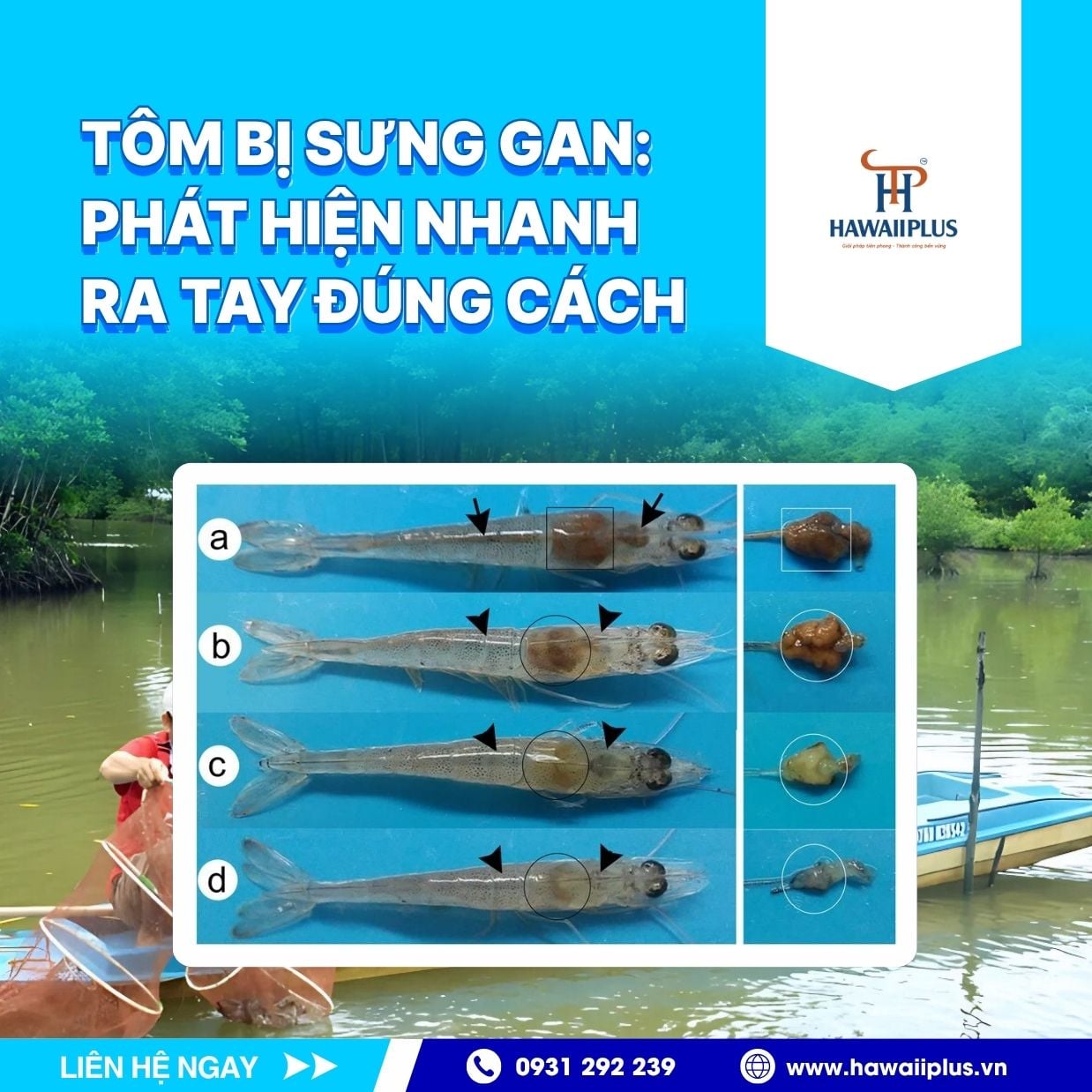 TÔM BỊ SƯNG GAN: PHÁT HIỆN NHANH - RA TAY ĐÚNG CÁCH – HAWAII PLUS