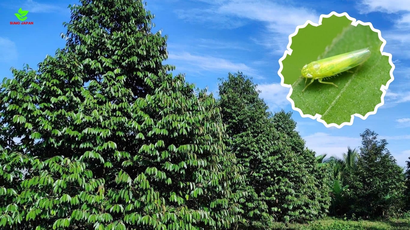 RẦY XANH – MỐI NGUY HẠI LỚN CHO VƯỜN SẦU RIÊNG – SUMO JAPAN