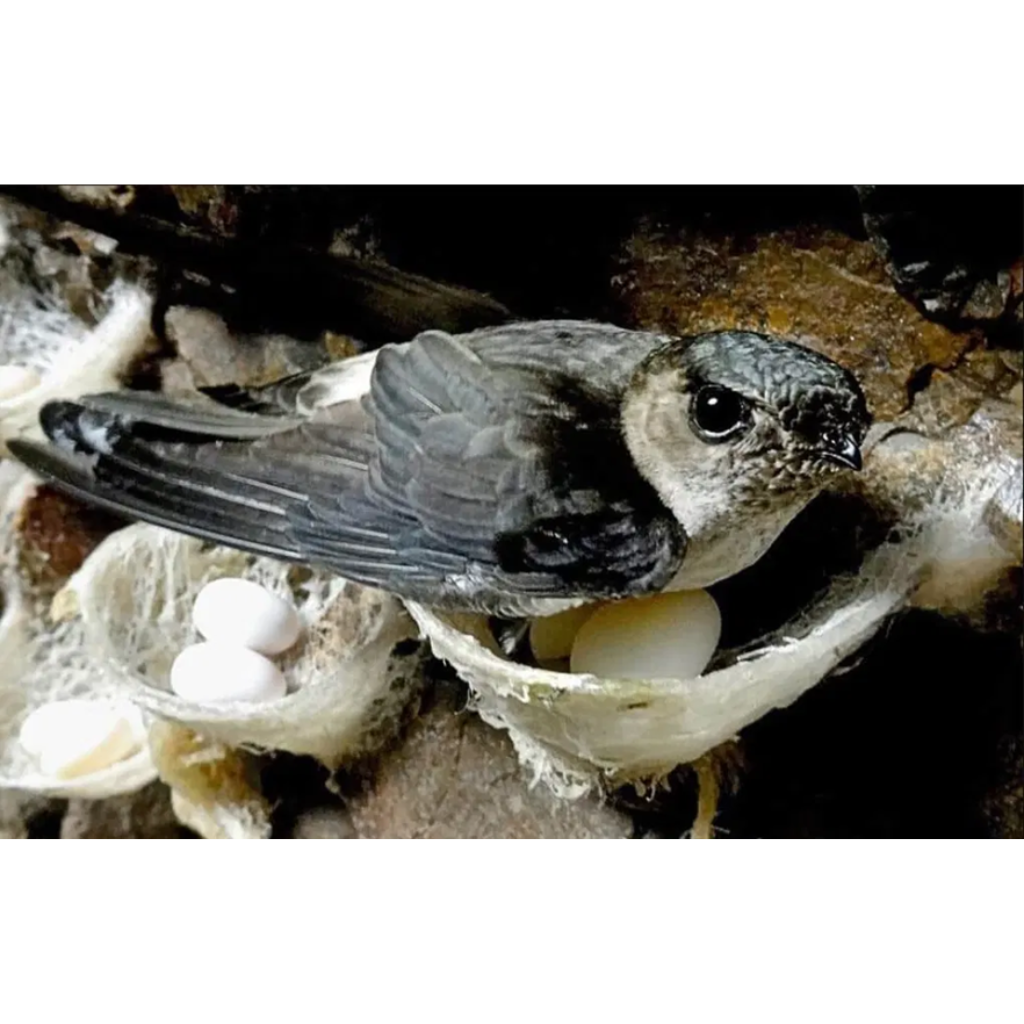 Tổ yến – Nguồn dược liệu bổ dưỡng quý hiếm