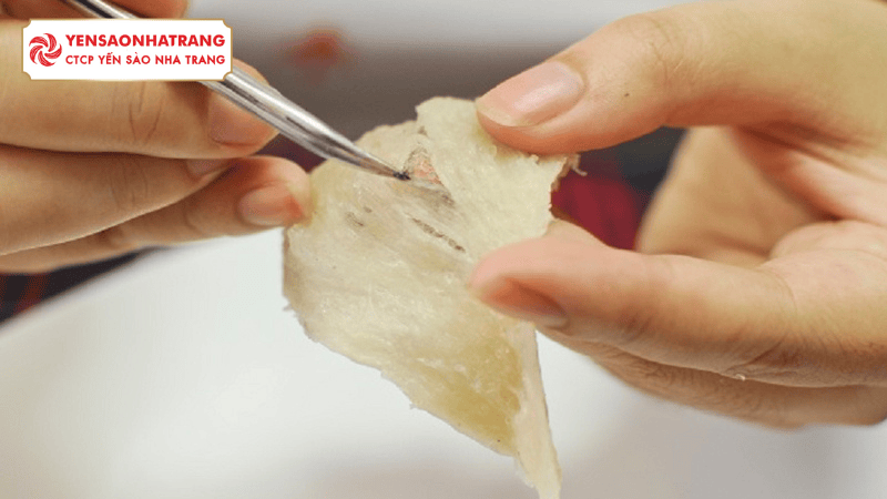 Bí quyết sơ chế tổ yến thô sạch nhanh mà vẫn giữ nguyên dưỡng chất