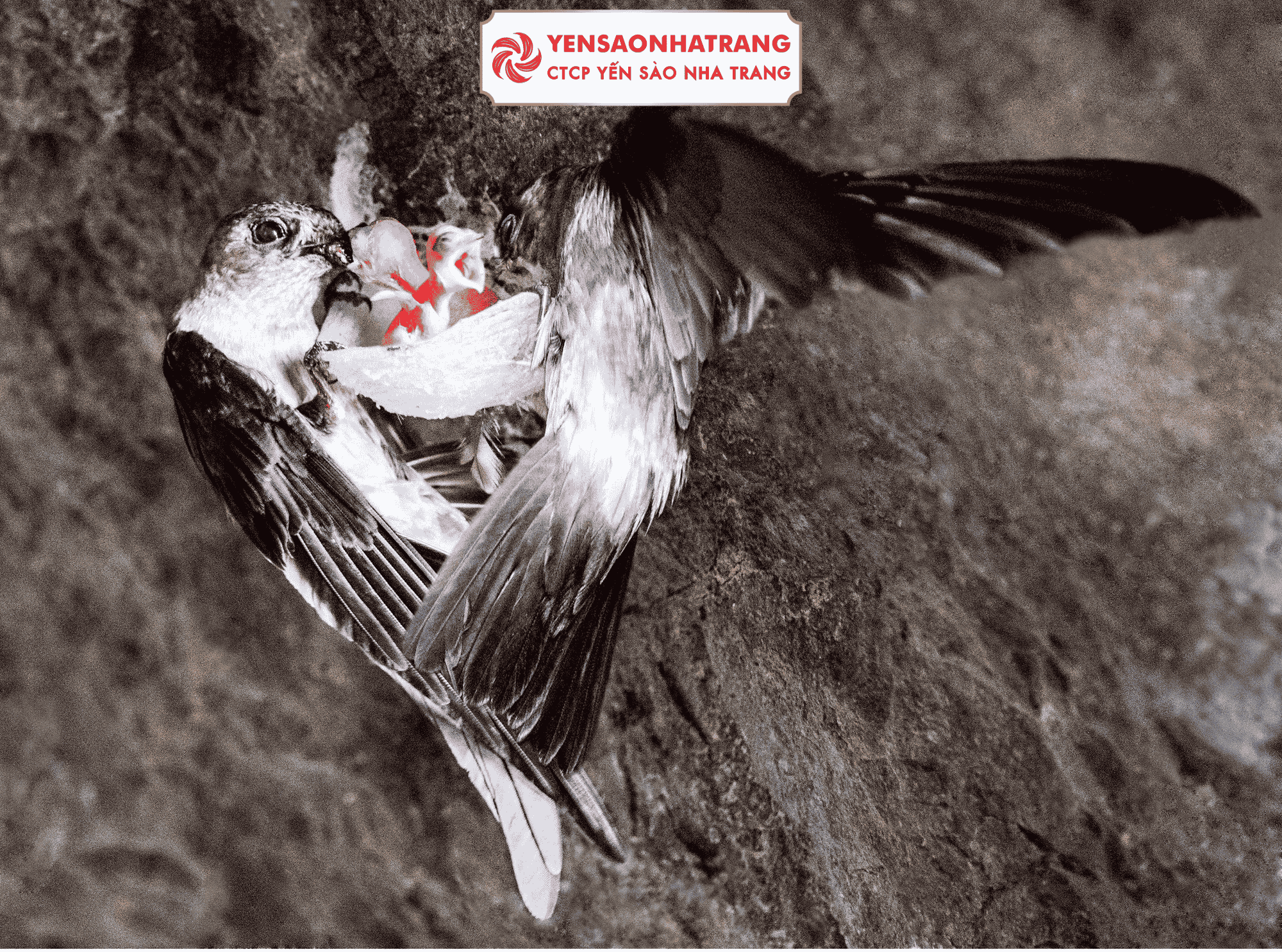 Lịch sử ngành yến sào Việt Nam: Từ di sản tự nhiên đến giá trị quốc gia