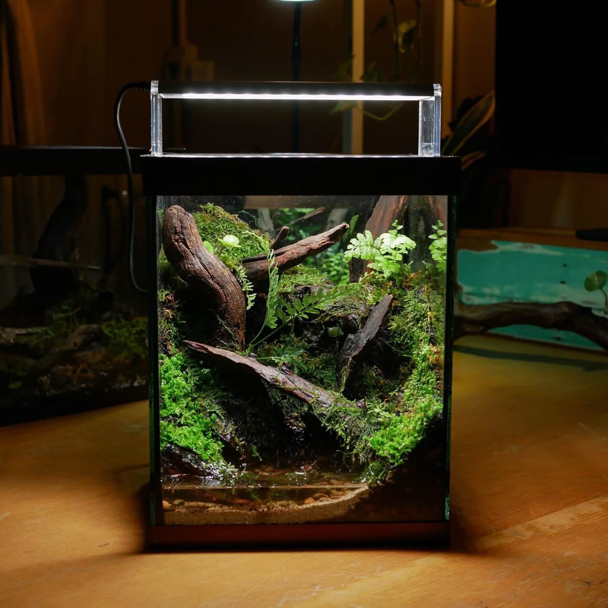 Chiều Sâu Nghệ Thuật Terrarium Ẩn Chứa Trong Chiếc Bình Thủy Tinh