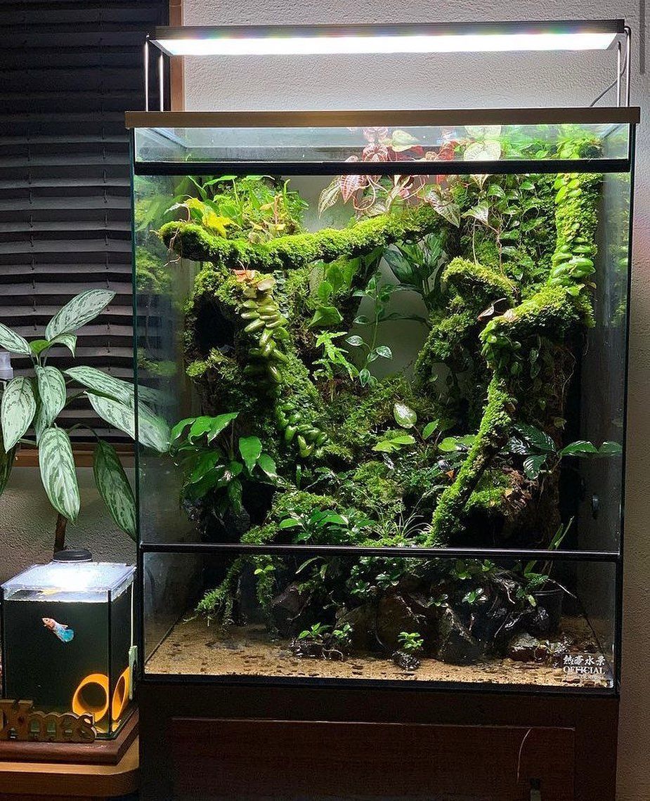 Phong Thủy Và Các Loại Cây Trong Terrarium Có Gì Liên Quan Nhau?