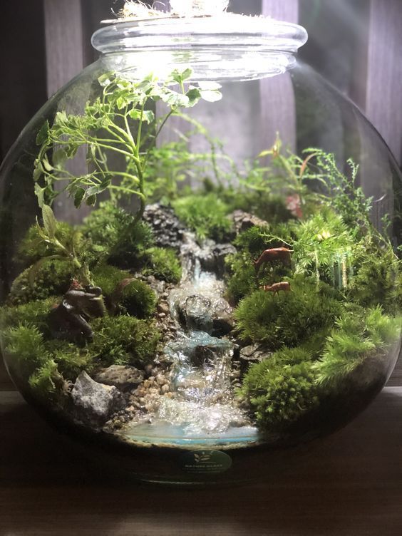 Top 7 Loại Cây Mini Dễ Sống Trong Terrarium Dành Cho Người Mới Bắt Đầu
