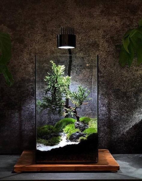 Terrarium DIY Từ Chai Lọ Tái Chế: Kiến Tạo 