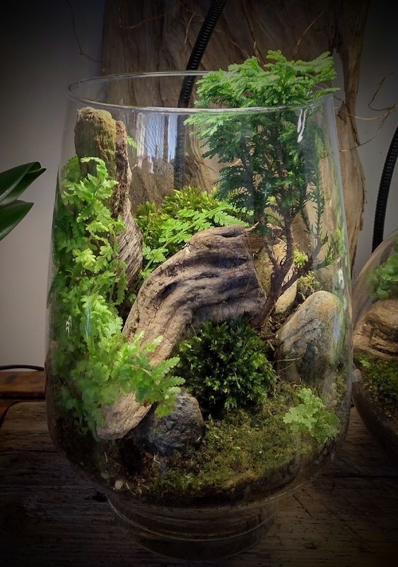 Chăm Sóc Terrarium Có Khó Không? 5 Bí Quyết Giữ Terrarium Luôn Tươi Đẹp