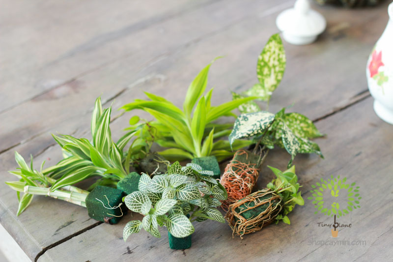 Các Loại Cây Thích Hợp Trồng Trong Bình Tropical Terrarium – Kiến Tạo Khu Rừng Xanh Mướt Tại Nhà