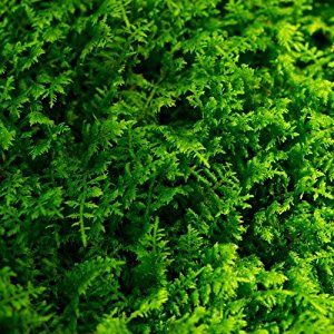 Rêu Trắc Bá – Lựa Chọn Hoàn Hảo Cho Terrarium Của Bạn