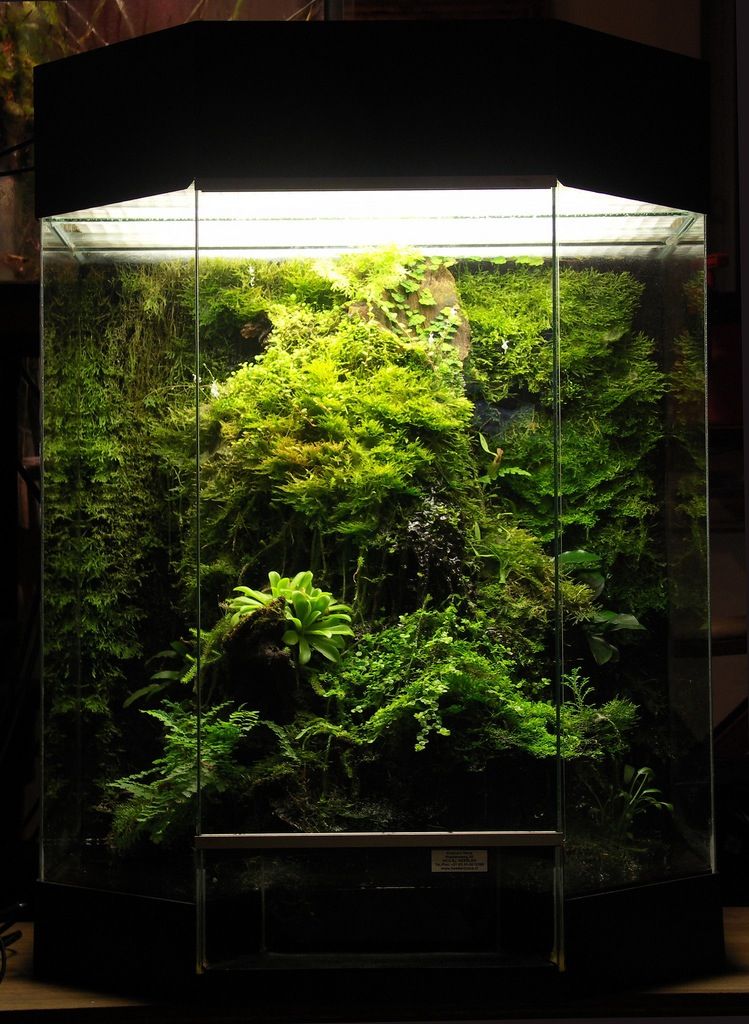 Những Loại Cây Có 'Gu' Độc Lạ, Tạo Cá Tính Riêng Cho Terrarium Của Bạn