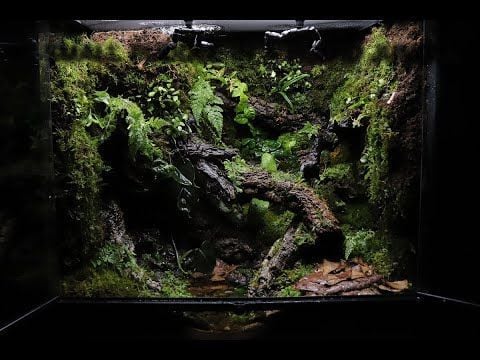 Terrarium Cho Người Sống Tối Giản: Chọn Cây Nào Để Vừa Đẹp Vừa Ít Rối?