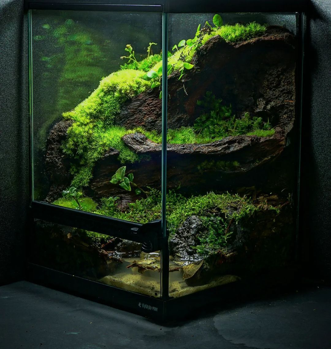 Cây Trồng Cho Terrarium Rừng Nhiệt Đới: Tươi Tốt, Xanh Rì Quanh Năm