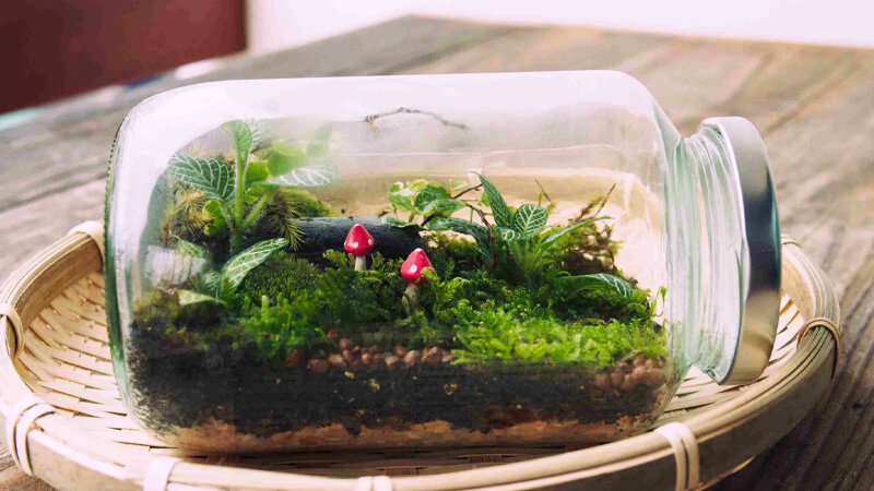 Terrarium Trong Phòng Ngủ: Bí Quyết Biến Giấc Mơ Xanh Thành Hiện Thực!