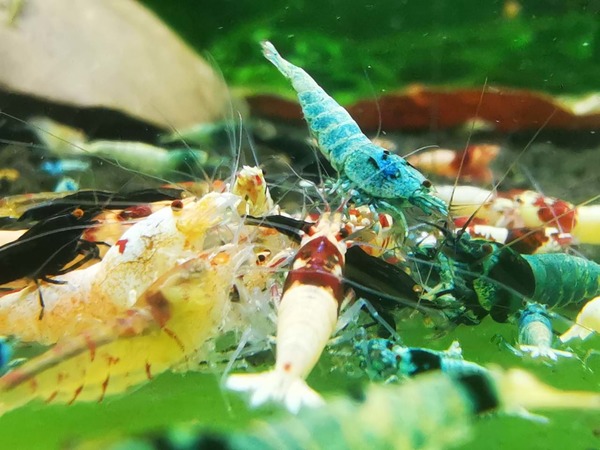 Top 5 Loài Tép Cảnh Phù Hợp Với Bể Bán Cạn: Nhỏ Bé Nhưng Đầy Cuốn Hút