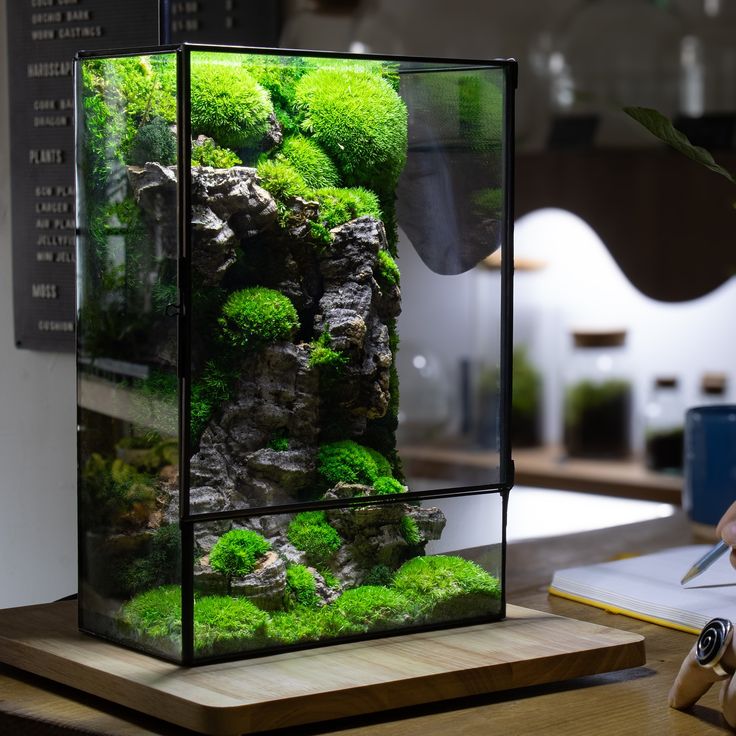 Bí Quyết Tưới Nước Terrarium 