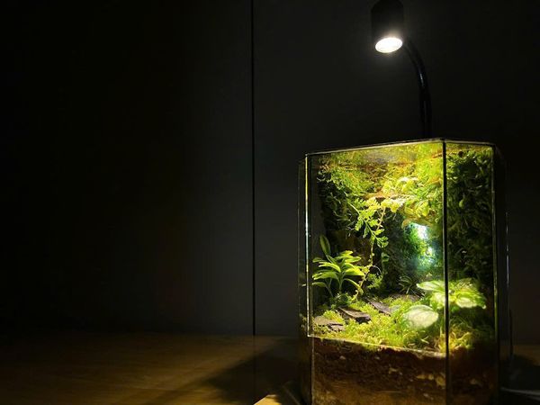 Checklist A-Z: Lần Đầu Chăm Terrarium, Cần Gì Để Luôn Xanh Tốt?