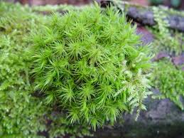 Khám Phá Rêu Cỏ Mây – Vẻ Đẹp Tự Nhiên Giúp Terrarium Trở Nên Nên Thơ