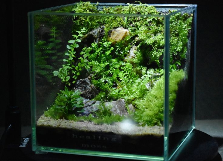 Bản Tình Ca Được Viết Bằng Rêu Xanh