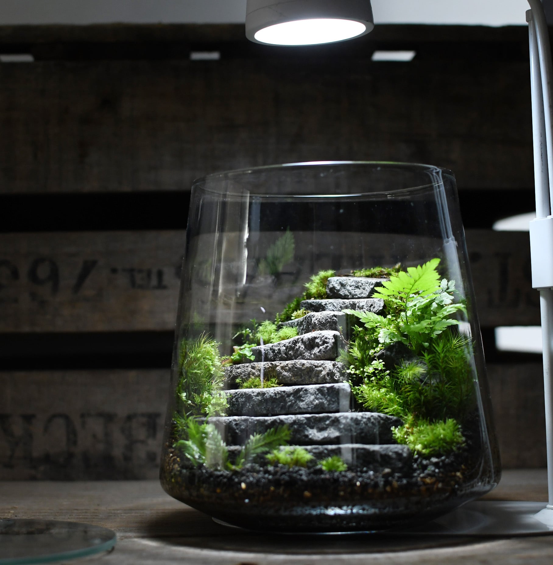 Terrarium Trong Hộp Thư Cảm Xúc: Món Quà Tâm Lý Học Cho Người Đang Stress
