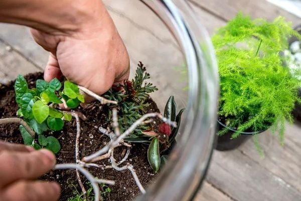 “Hồi Sinh” Khu Vườn Mini: Hướng Dẫn Tái Tạo Terrarium Bị Mốc Hoặc Chết Cây Và Cách Xử Lý Terrarium Mốc Hiệu Quả