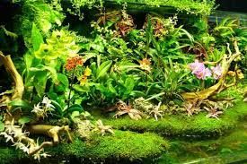 Bể Bán Cạn Kết Hợp Terrarium: Sự Hòa Quyện Giữa Rừng, Đá, Nước Trong Một Góc Nhỏ