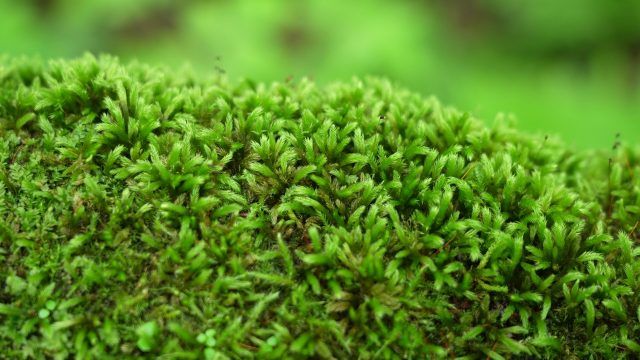 Tấm Thảm Xanh Tuyệt Đẹp: Các Loại Rêu Phù Hợp Nhất Cho Bình Terrarium Của Bạn