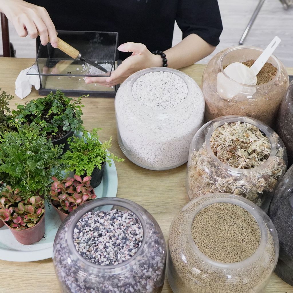 “Cứu Tinh” Cho Người Mới: Những Sai Lầm Thường Gặp và Bí Quyết Khắc Phục Khi Chơi Terrarium