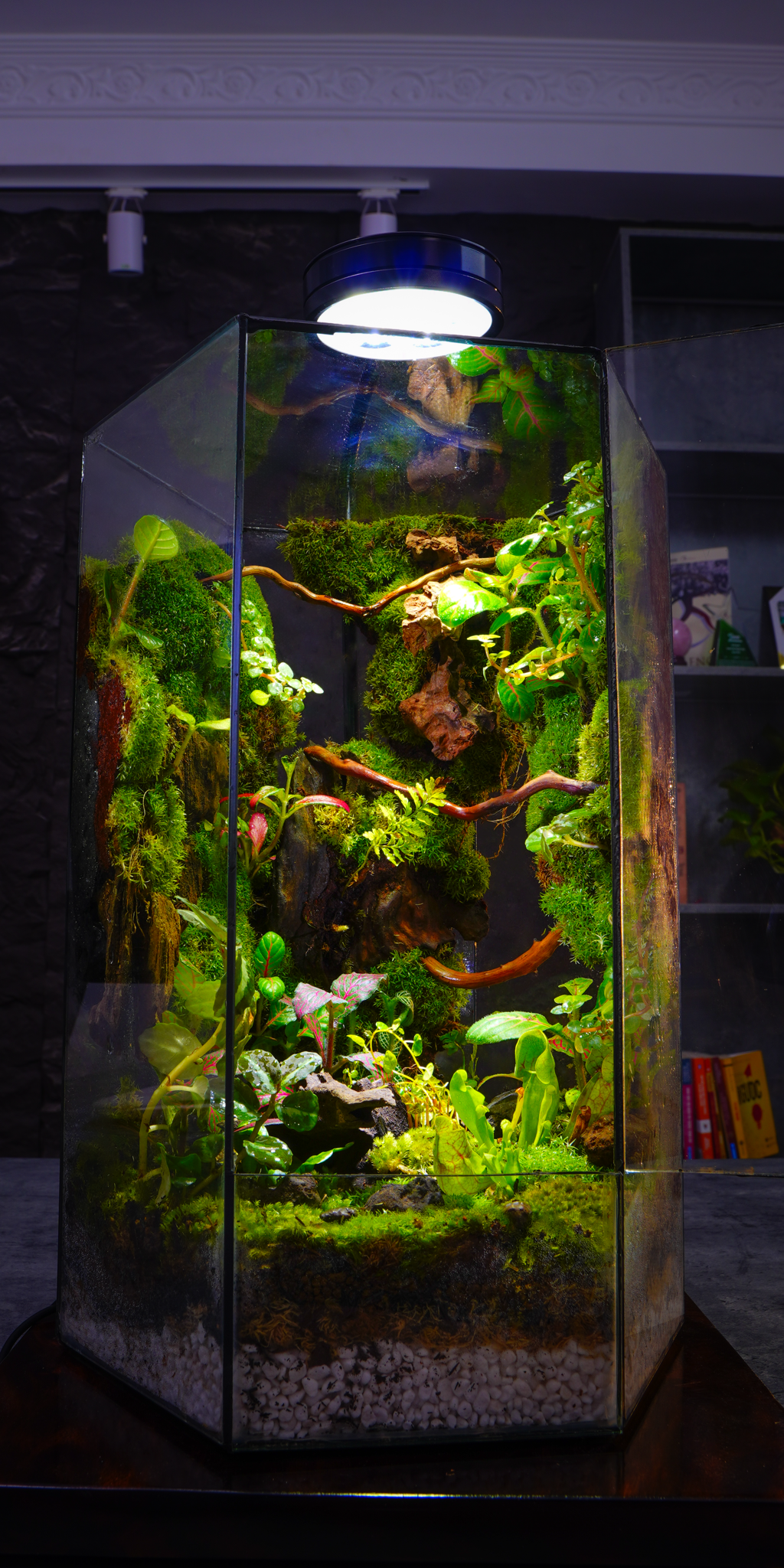 Tropical Terrarium