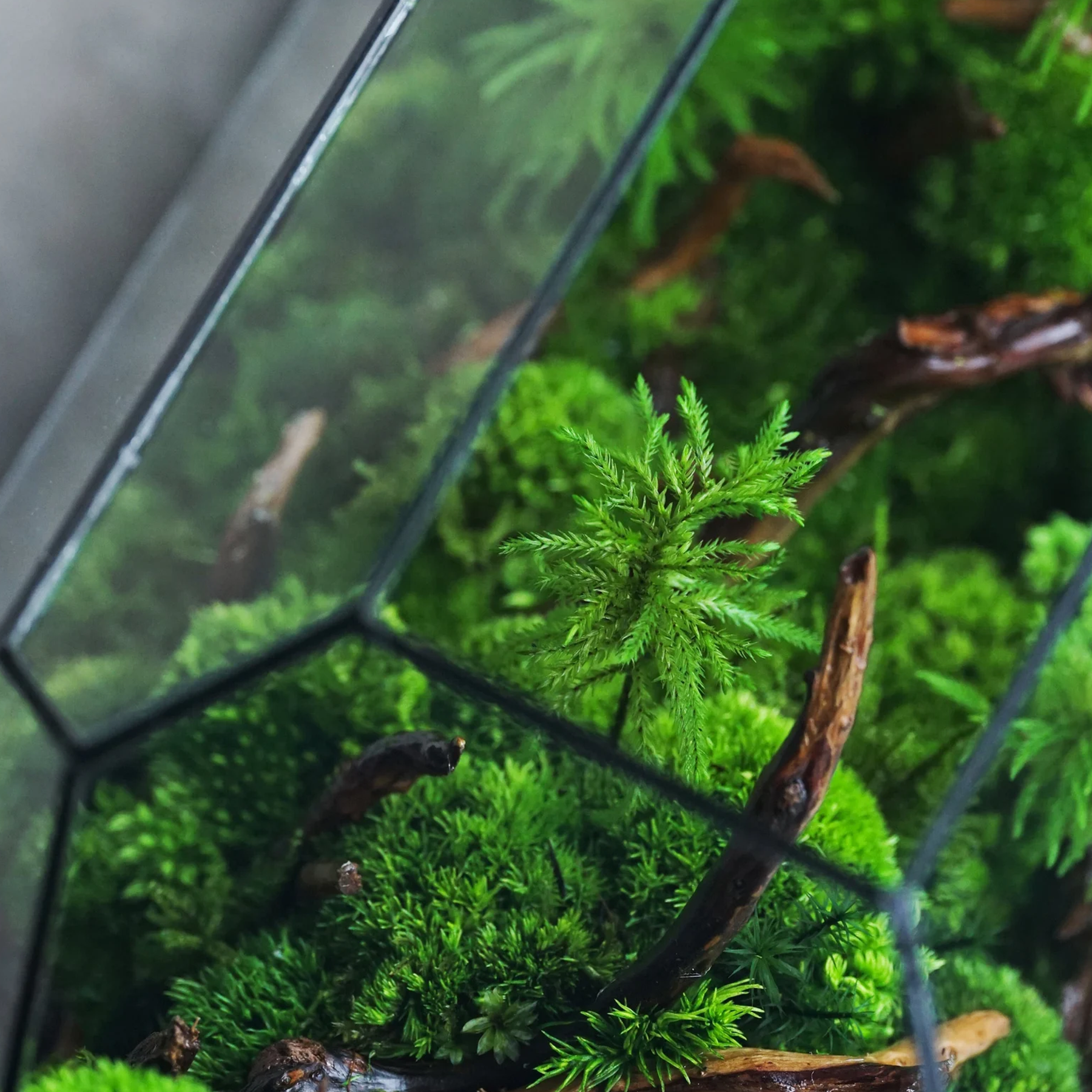Terrarium