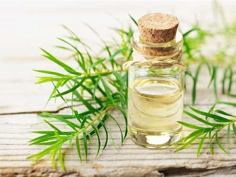 Lợi Ích Tuyệt Vời Của Tinh Dầu Tràm Trà Úc Đối Với Đời Sống