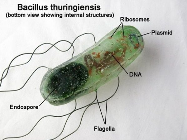 Vi khuẩn Bacillus Thuringiensis Israelensis