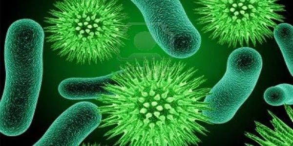 Đặc điểm của vi khuẩn hiếu khí