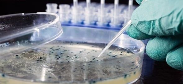 Nuôi cấy vi sinh vật