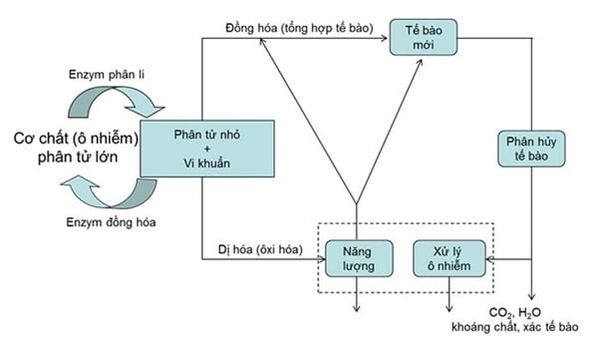 Ưu điểm của các vi khuẩn hiếu khí
